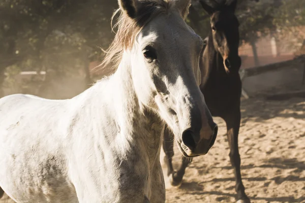 Cavalos de corrida — Fotografia de Stock