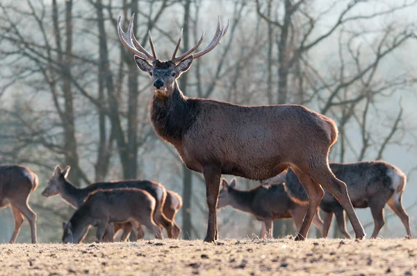 Deer — Stock Photo, Image