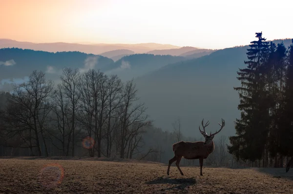 Deer — Stock Photo, Image