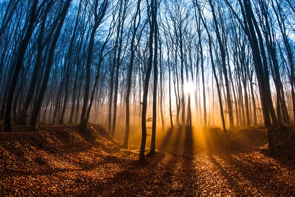 Bella scena mattutina nella foresta con raggi di sole e lunghe ombre — Foto Stock