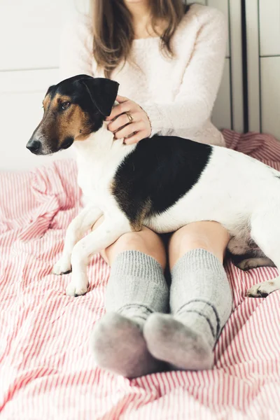 Hond met een ontspannende siësta in woonkamer — Stockfoto