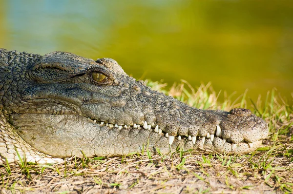 Vila alligator — Stockfoto