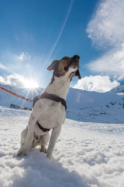 Hund auf Schnee stehend. Wintertag — Stockfoto