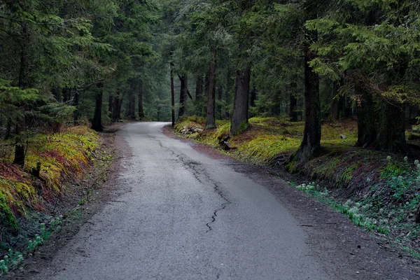 Route forestière. Paysage . — Photo