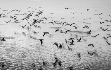 Seagulls in motion, black and white fine art image clipart