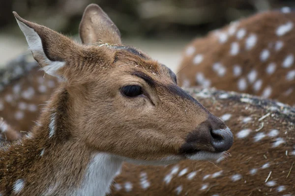 Cute spotted fallow deer — Stock Photo, Image