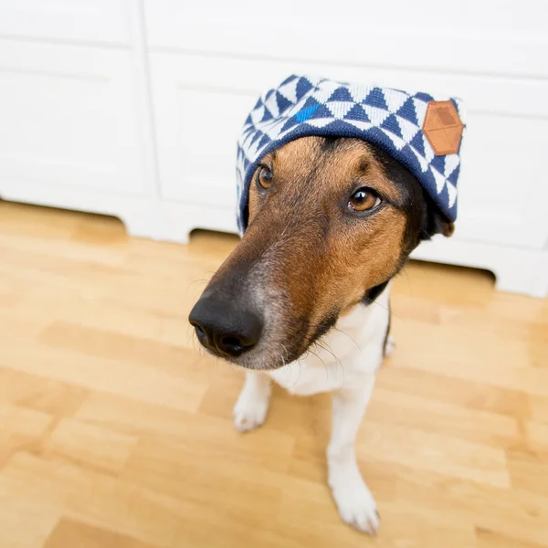 Lindo perro usando sombrero — Foto de Stock