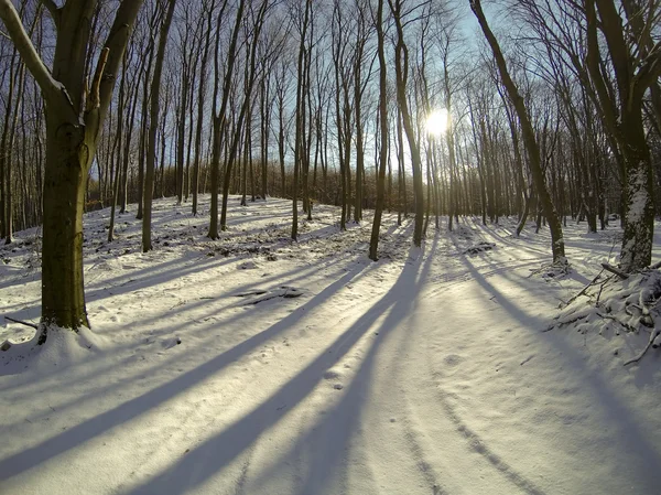 Sonnenuntergang im Wald zwischen den Bäumen strapaziert im Winter — Stockfoto