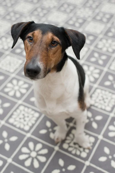 Dog at home, cute dog on carpet — Stock Photo, Image