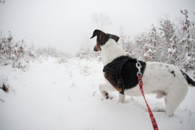 Köpek macera, ilk kar keşfetmek