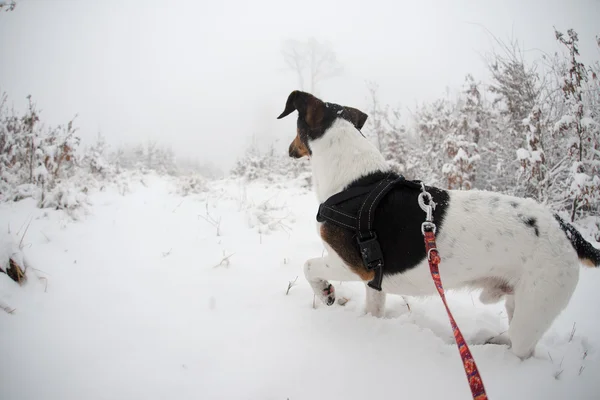 Hond avontuur, verkennen van de eerste sneeuw — Stockfoto