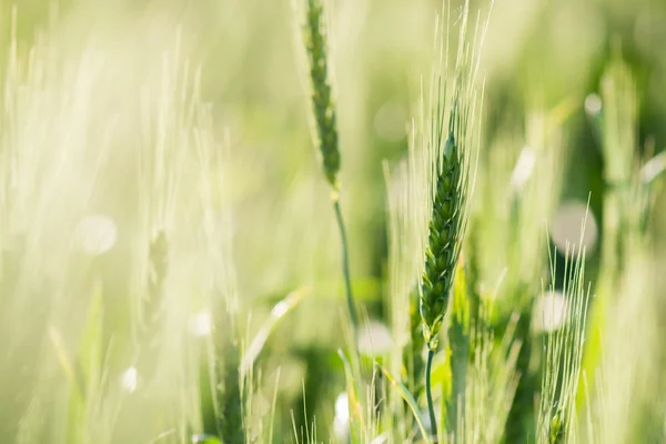 Fresh Wheat — Stock Photo, Image