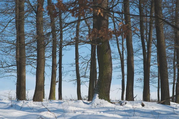 Sonnenuntergang im Wald zwischen den Bäumen strapaziert im Winter — Stockfoto