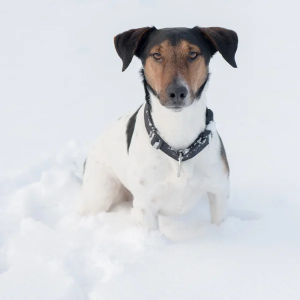 Carino cane ritratto, adorabile jack russell terrier — Foto Stock