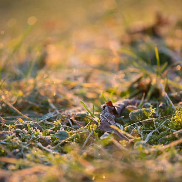 Green grass with morning frost — Stock Photo, Image