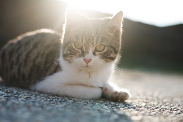 KAMERA 'YA KEDİYOR — Stok fotoğraf