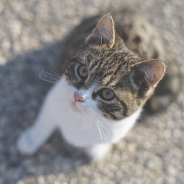 Şirin kedi poz