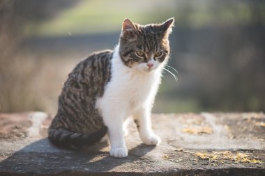 Şirin kedi poz