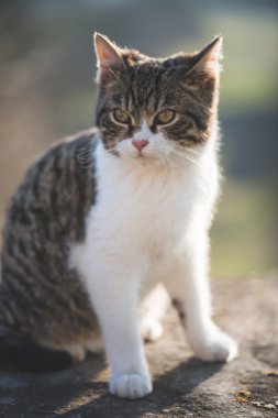 Şirin kedi poz