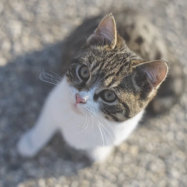 Cute cat posing — Stock Photo, Image