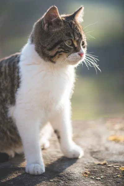 Lindo gato posando — Foto de Stock