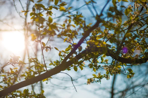 Spring Tree with green leaves — Stock Photo, Image