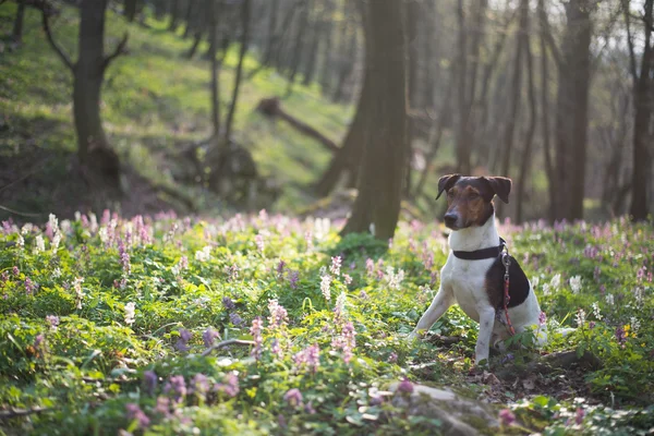 Lindo perro explorar la naturaleza — Foto de Stock