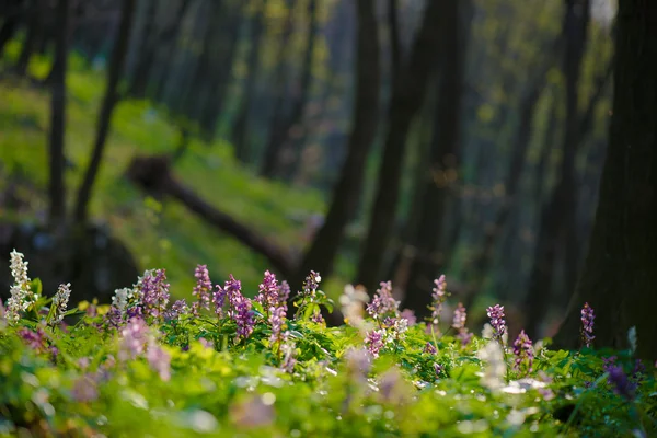 Skog blommor — Stockfoto