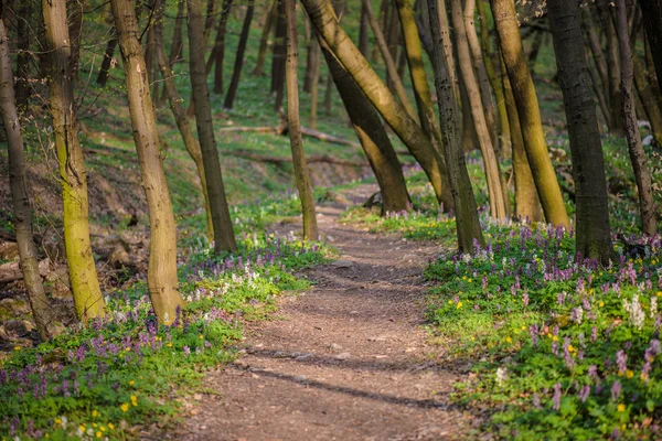 Waldlandschaft — Stockfoto