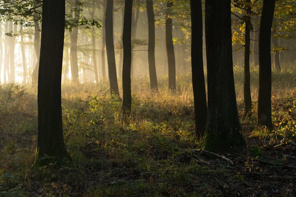 Belle scène matinale dans la forêt avec des rayons de soleil et de longues ombres — Photo