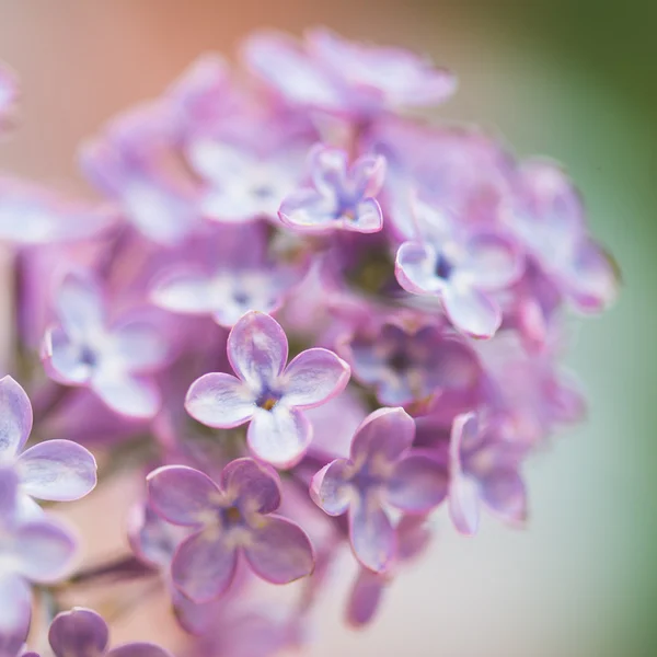 Lila blomma — Stockfoto