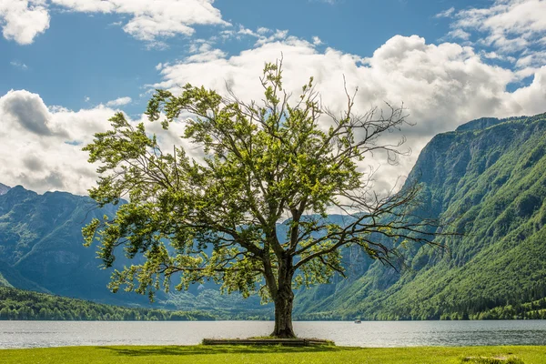 Árbol verde junto al lago, hermoso paisaje —  Fotos de Stock