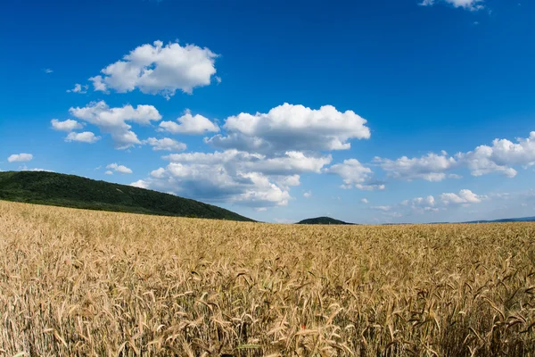 Weizenfeld — Stockfoto