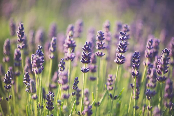 Lavendel — Stockfoto