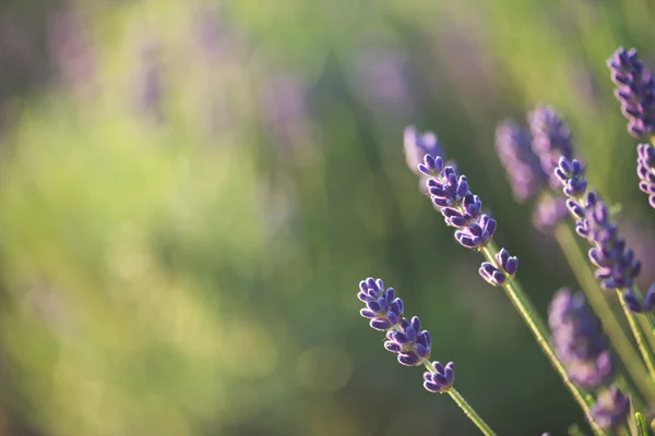 Lavendel — Stockfoto