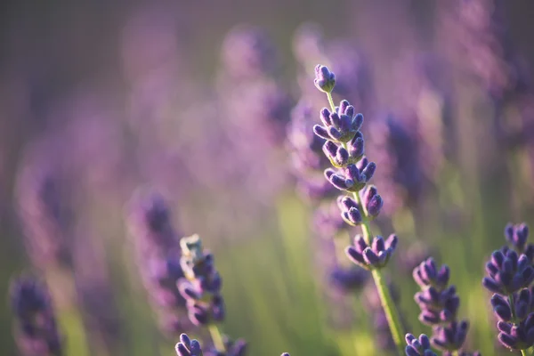 Lavendel — Stockfoto