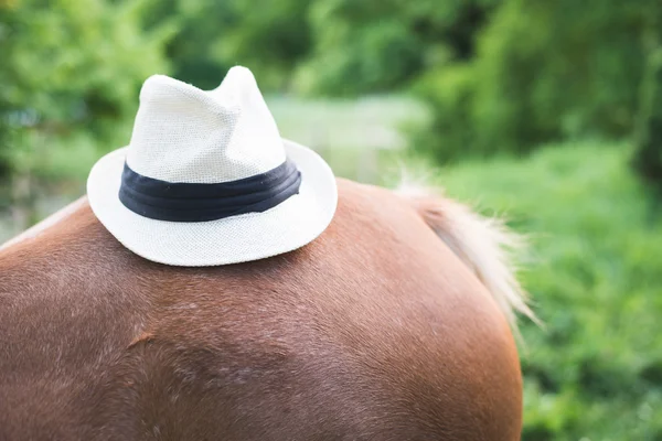 Panama hat — Stock Photo, Image