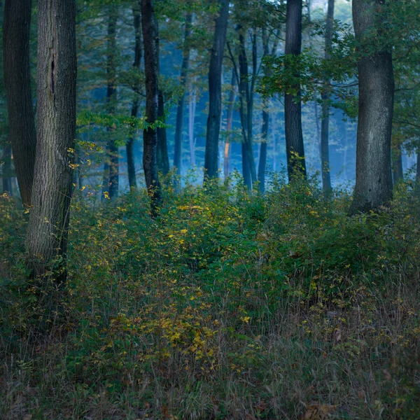 Forest landscape — Stock Photo, Image