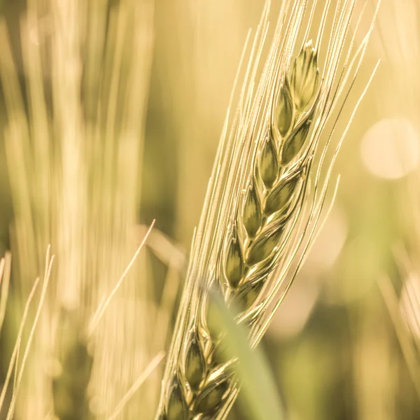 Fresh, ripe wheat — Stock Photo, Image