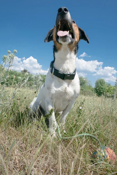 Çim yaz köpek — Stok fotoğraf