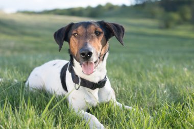 köpek portre