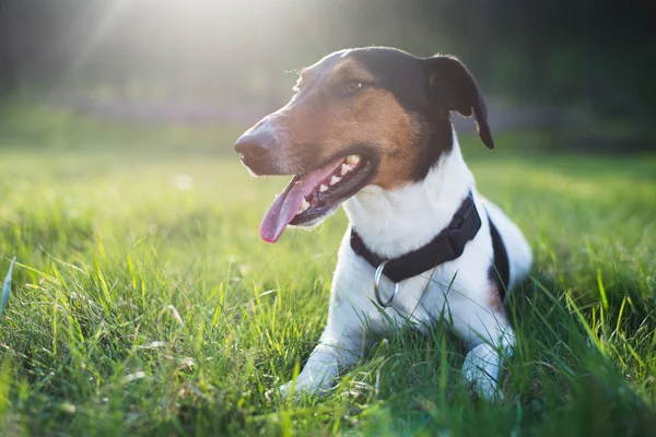 Retrato de perro — Foto de Stock