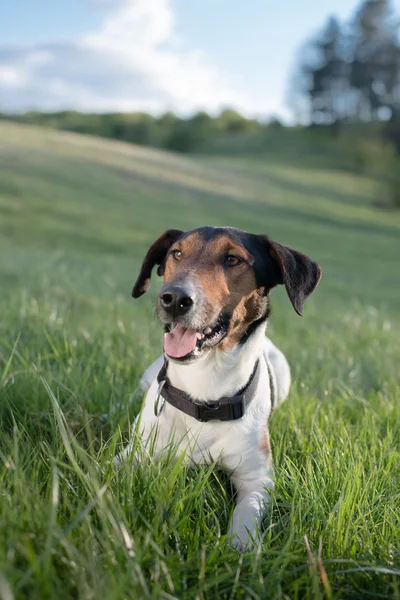 Retrato de cão — Fotografia de Stock