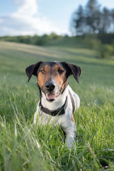 Portrait de chien — Photo