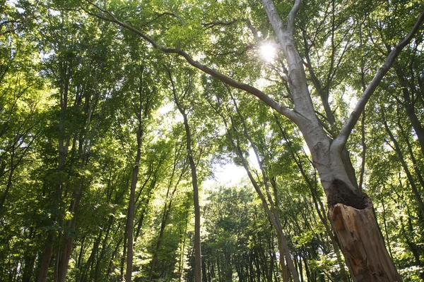 Forêt verte — Photo