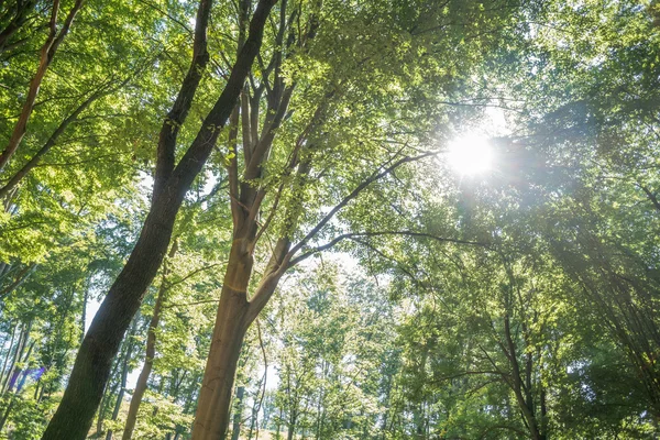 Forêt verte — Photo