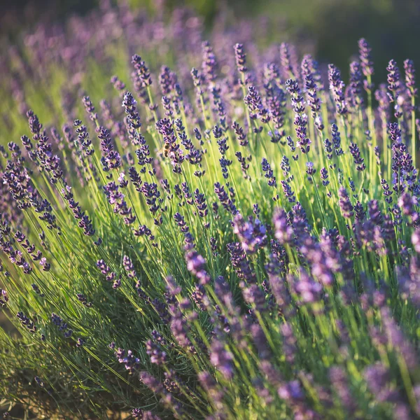 Lavanda — Fotografia de Stock