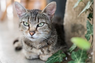 Şirin kedi bahçede poz