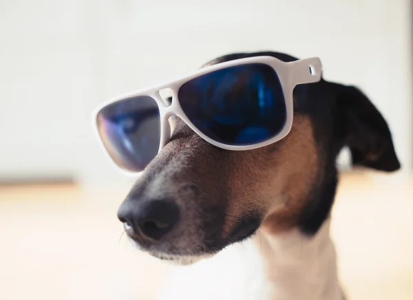 Терьерная собака в солнечных очках — стоковое фото
