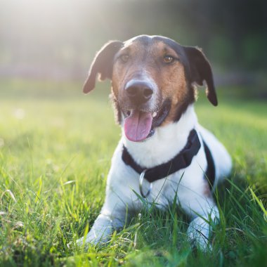 Sevimli köpek yalan kameraya bakarak açık, çimen ve dışarı dil
